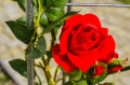 Pergola metalowa pod róże.jpg