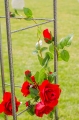 Pergola pod pnącza TILA.jpg