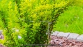 2383-podpora-do-roslin-kolo-max3.jpg