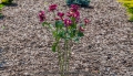 2383-podpora-do-roslin-kolo-max5.jpg