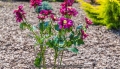 2383-podpora-do-roslin-kolo-max6.jpg