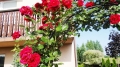 Pergola metalowa ogrodowa - róże.jpg