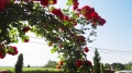 Pergola metalowa ogrodowa - róże A.jpg